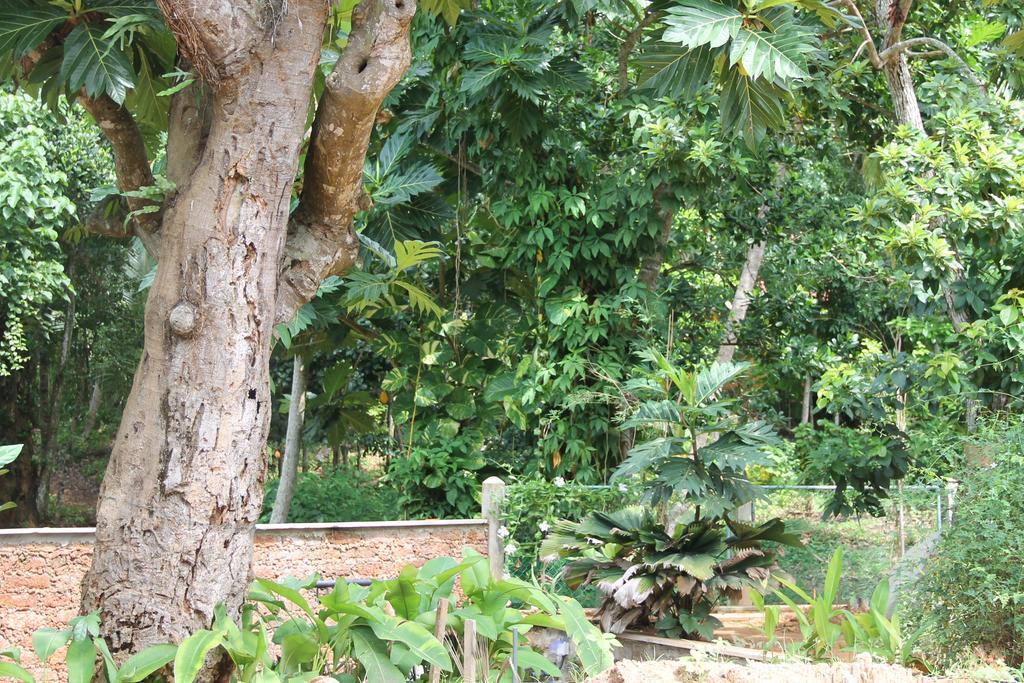Siriniwasa Luxury Villa With Private Pool Induruwa Exterior photo